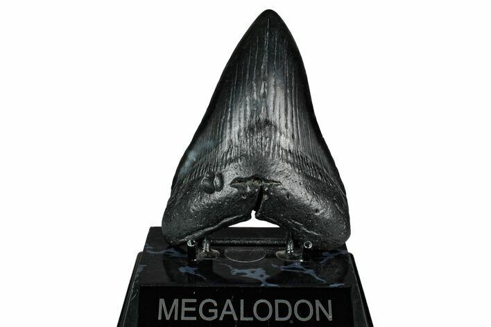 Fossil Megalodon Tooth - South Carolina #345787
